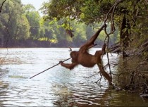 A Spearfishing Orangutang 