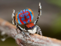 A specimen of the newly-discovered Australian Peacock spider Maratus Bubo shows off his colorful abdomen 