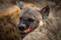 A spotted hyena in Kruger National Park lets me know what she thinks She was chewing on the skull of a zebra carcass as I approached in my vehicle but she didnt seem to enjoy having company 