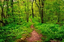 A springtime walk on the Mountains to Sea Trail in the mountains of North Carolina 