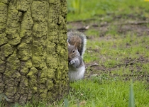 A squirrel playing Peek-A-Boo 