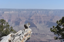 A squirrels breakfast over the Grand Canyon 
