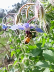 A Starflower Borago officinalis with a honey bee 