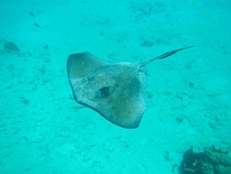 A stingray off the coast of Belize 