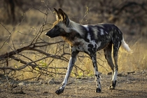 A stunning African wild dog in Kruger National Park 