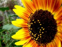 A Sunflower 