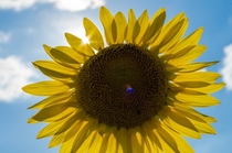 A Sunflower Helianthus annuus OC