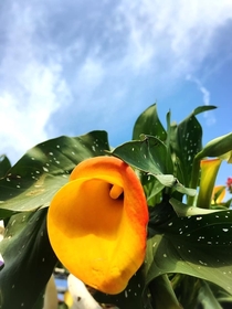 A sunny calla lily c