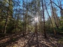 A sunray through the trees Estonia Nelijrve 