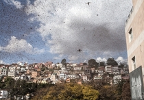 A swarm of locusts invades the center of Madagascars capital of Antananarivo August    Photo by Rijasolo