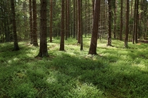 A Swedish forest full of troll and fairies 