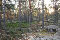 A Swedish forest meeting the morning sun 