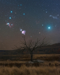 A telephoto view of the Orion nebula and surrounding region over a Saskatchewan tree 