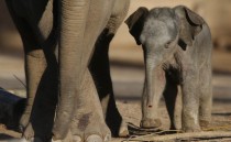 A three day old baby Asian Elephant elephas maximus walks with his mother at Chester Zoo England 