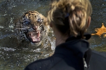 A three-month-old Sumatran tiger cub named Bandar reacts after being dunked in the tiger exhibit moat for a swimming test at the National Zoo in Washington DC All cubs born at the zoo must take a swim test before being allowed to roam in the exhibit Banda
