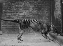 A thylacine or Tasmanian tiger in captivity circa  The last thylacine died in captivity in  