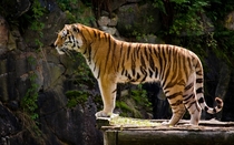 A tiger standing on a cliff x