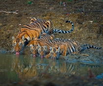 A tigress and her  cubs drinking water