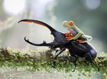 A Tree Frog Riding a Titan Beetle 