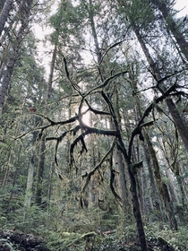 A tree from a fairytale near North Vancouver British Columbia 