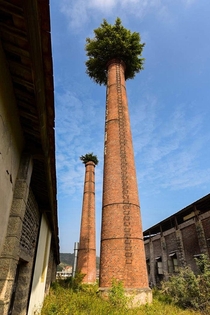 A tree growing out of a smokestack