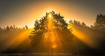 A tree in the golden sunrise Lneburg Heath germany 