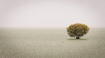 A tree in the middle of Lake Mangla Azad Kashmir Pakistan  by Masud Ahmed Khan