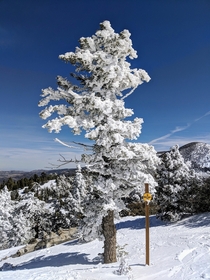 A tree on top of Big Bear Mountain CA The snow is sideways on the tree due to the wind The chairlift ride was worth it 