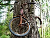 A tree that grew around an abandoned bike that was left many years ago Vashon Island Washington State 