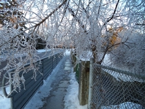 A tree with its branches layered in ice 