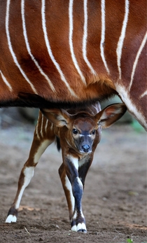A two week old Eastern Bongo one of less than  in the world looks out from under mom at Sydneys Taronga Zoo 