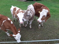 A variety of calves in southern Germany In 