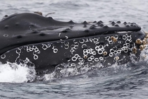 A very close up of a humpback whale feeding if you zoom in you can see anchovies escaping only to soon be eaten by dolphin or shearwaters Newport photo by Mark Girardeau 