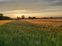 A walk across the fields near my house this evening It could be almost anywhere but its Essex UK 