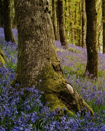 A walk among the bluebells leaving everything like a fairytale Brecon Beacons National Park Wales 
