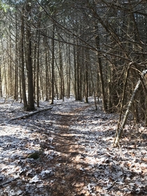 A Walk In The Woods Feversham Ontario Canada 
