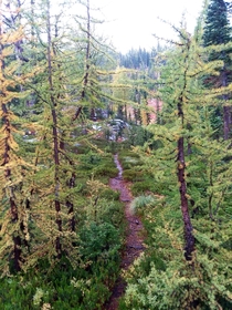 A walk through tiny Tamarack forest Bitterroots Montana OC