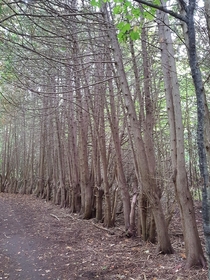 A wall of trees found in Barrie ON reposted 