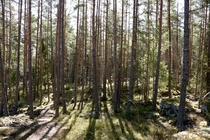 A wall of trees Sweden 