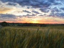 A warm summer sunset in a Kansas wheat fieldoc x