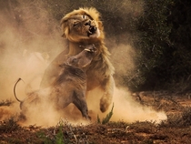 A warthog and lion in combat 