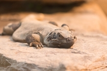 A Western Chuckwalla relaxing on a rock Sauromalus obesus obesus 