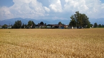 A wheat farm in Oberriet Switzerland 