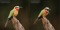 A white-fronted bee-eater regurgitates the exoskeletons of bugs that it is unable to digest 
