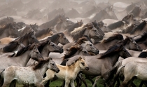 A wild horse herd runs near Duelmen Germany 