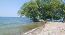 A Willow grows from the rocky outcrop Hamlin Beach State ParkLake Ontario Hamlin NY x