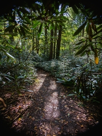 A winding trail through a thicket of Rhododendrons in the mountains of central Pennsylvania  x