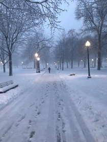 A winter walk in the Boston Common