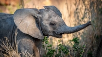 A wonderful elephant calf showing off for us Taken in Kruger National Park 