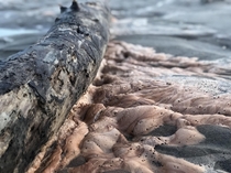 A wood log surrounded by sea foam Vias in France
